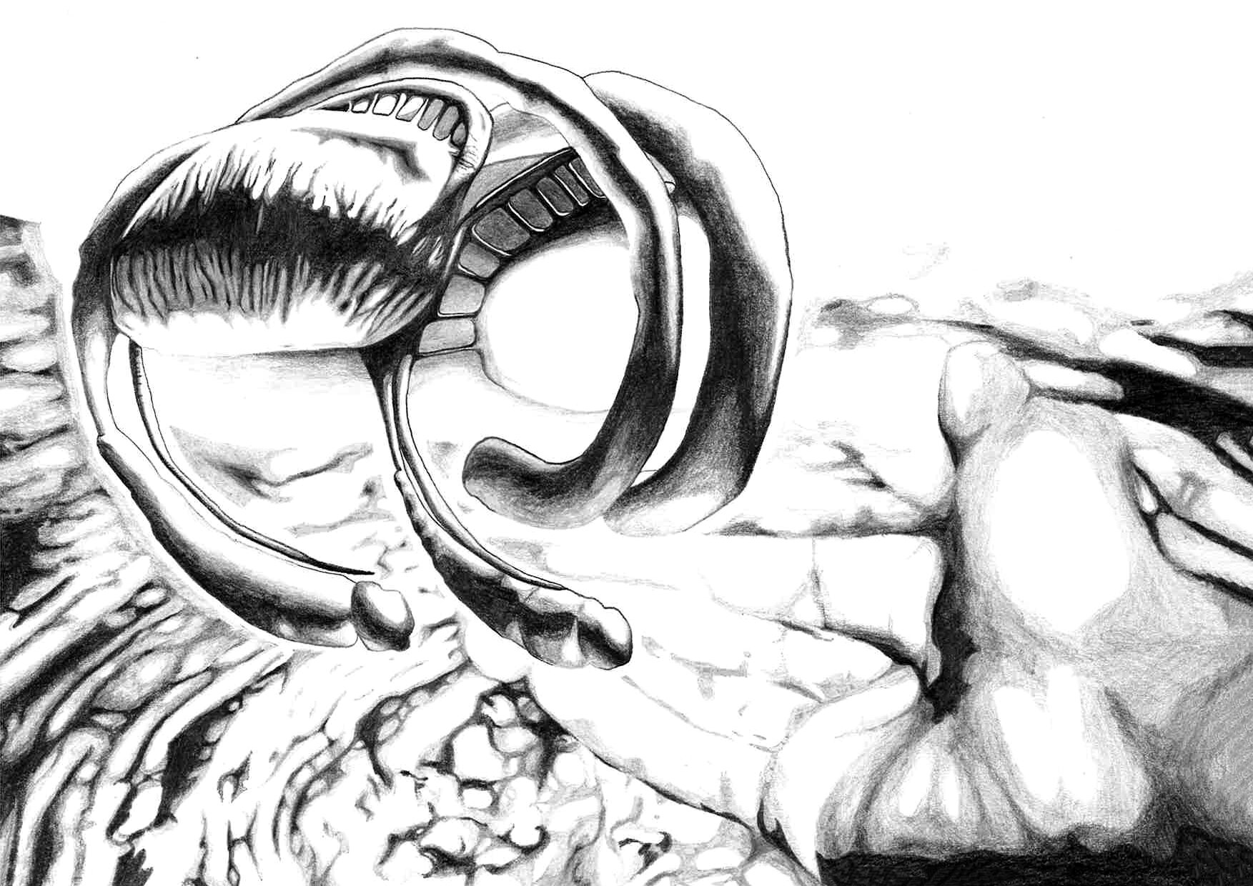 Thalamus hand drawing, pencil on paper, full view
