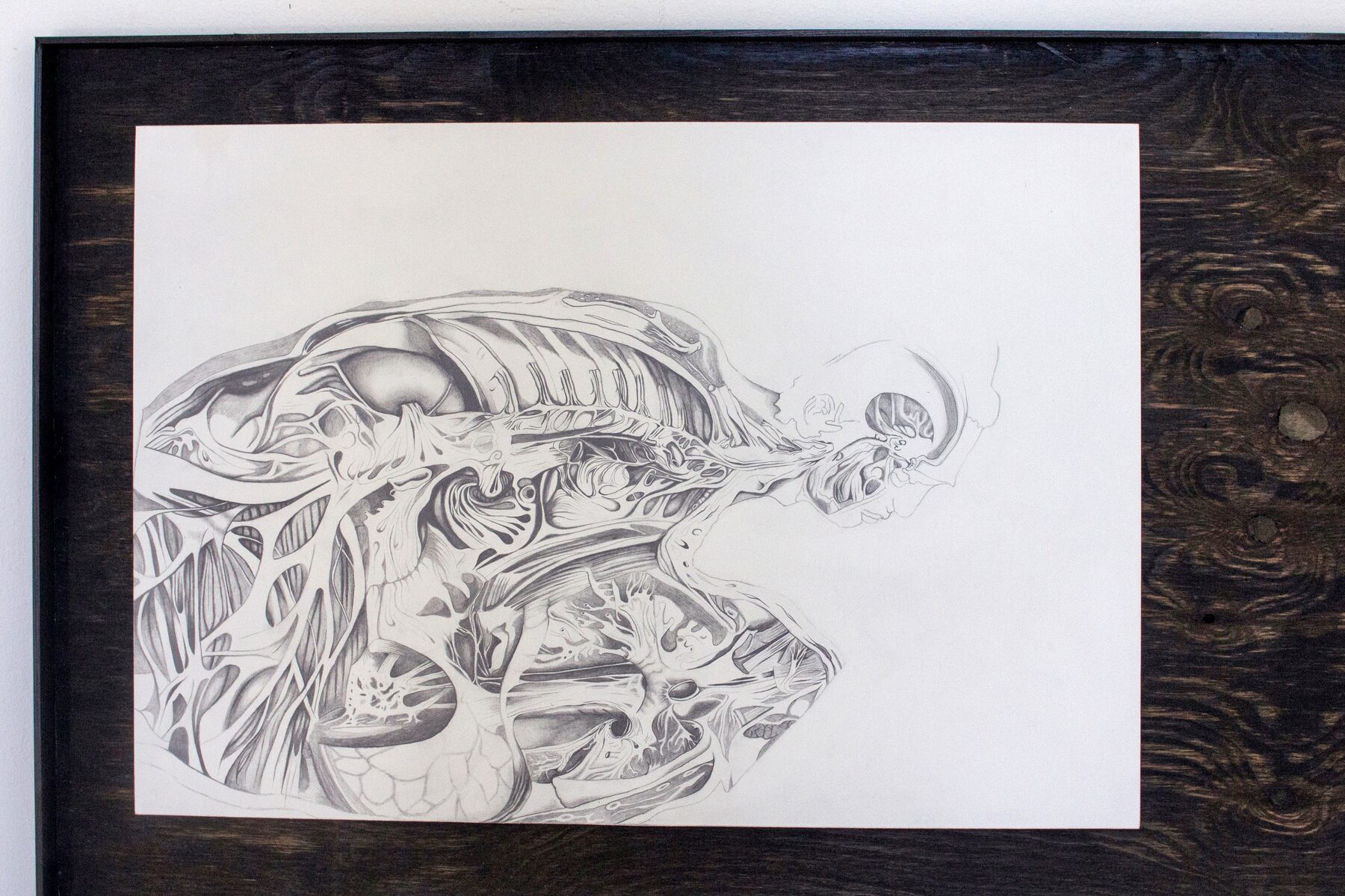 Making-With, anatomical pencil drawing detail