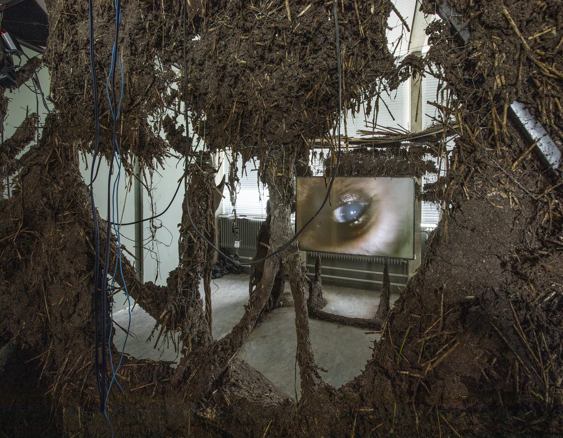 Nest, screen detail showing close-up of an eye through the roots